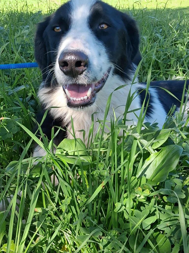 576572225_1528222674989713_115900416425715851_n