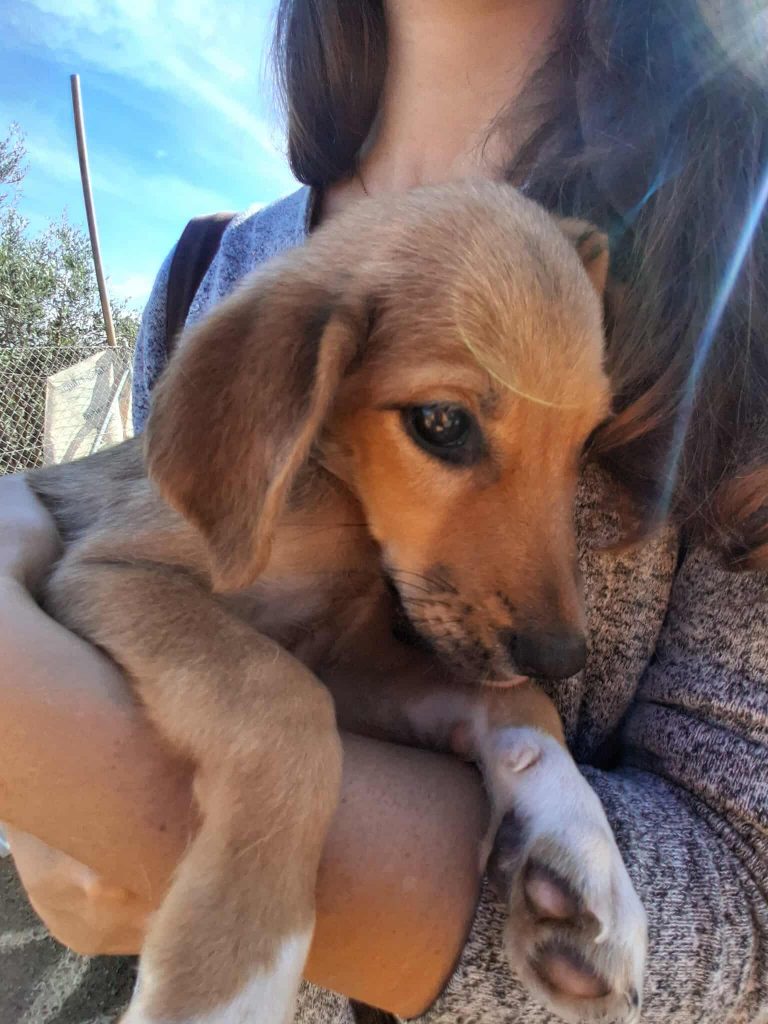 579012000_1508799700365027_8852345889460392548_n