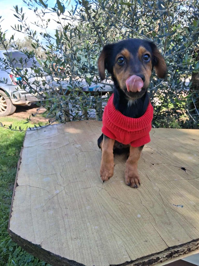 581971038_816188301308083_3785870200663456520_n