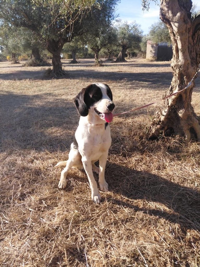 Pippis