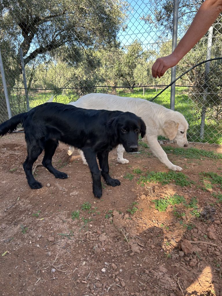 Vermittlungshund Berti