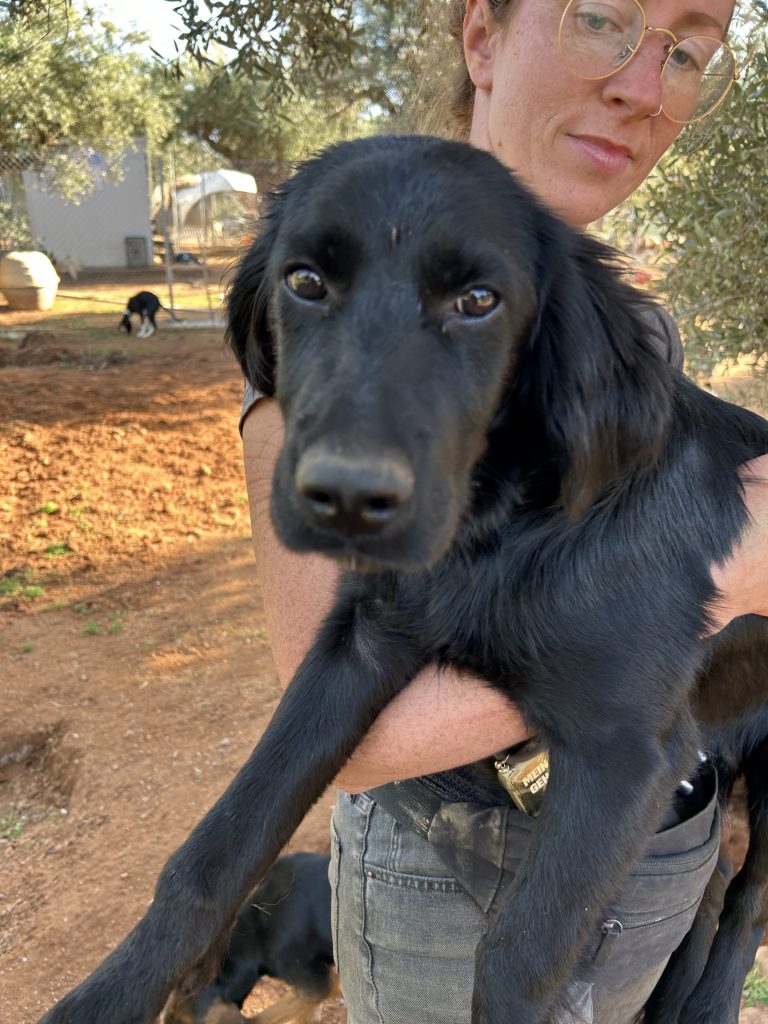 Vermittlungshund Berti