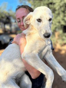 Vermittlungshund Babsy