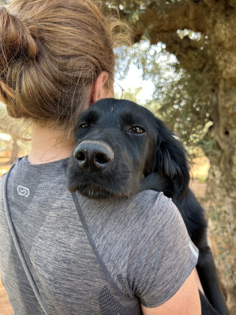 Vermittlungshund Berti