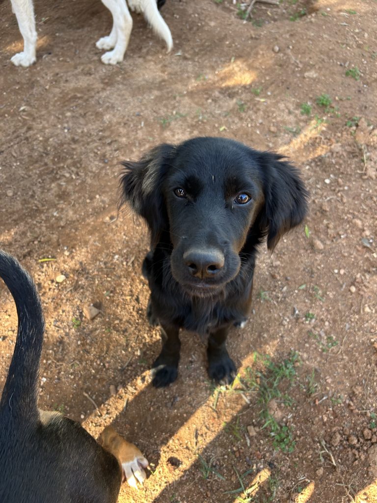 Vermittlungshund Berti