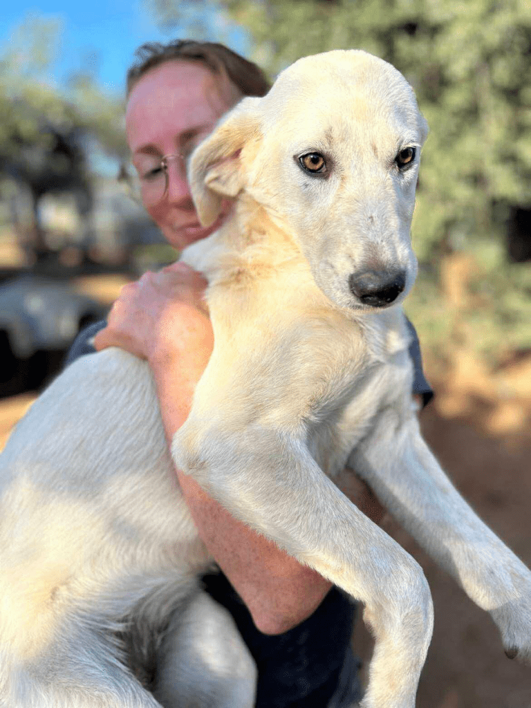 Vermittlungshund Babsy