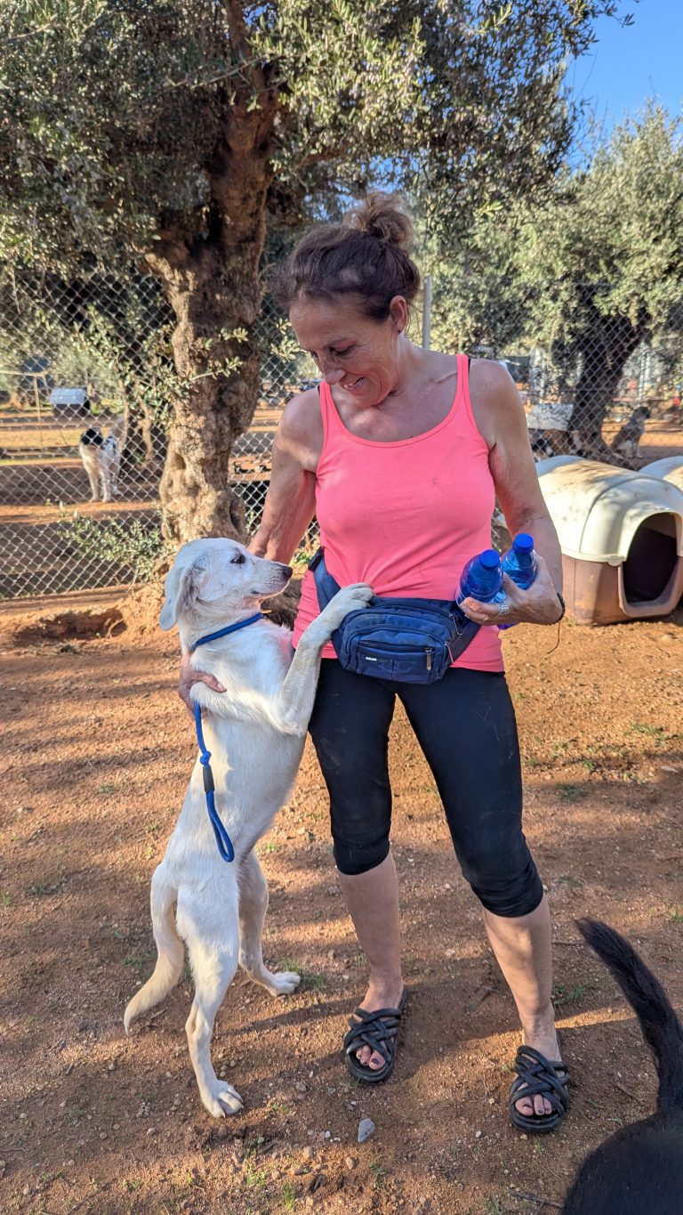 Vermittlungshund Robert