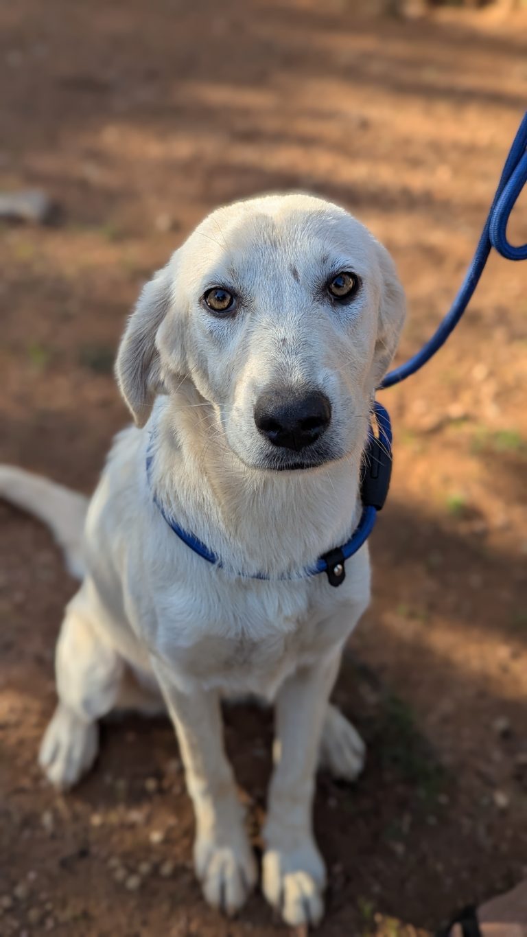 Vermittlungshund Robert