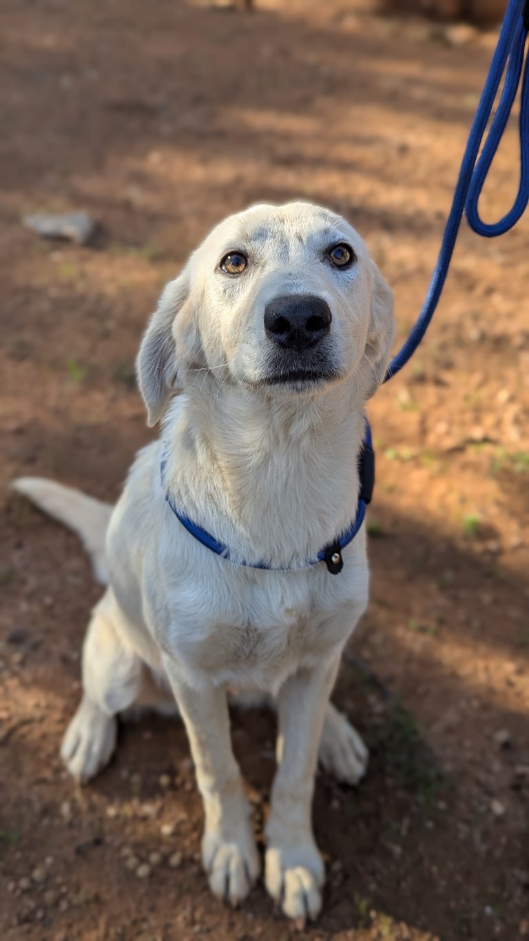 Vermittlungshund Robert