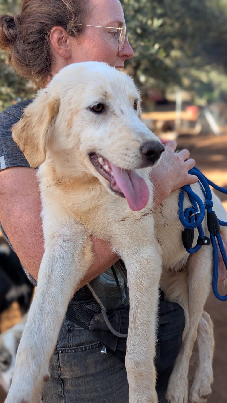 Vermittlungshund Robert