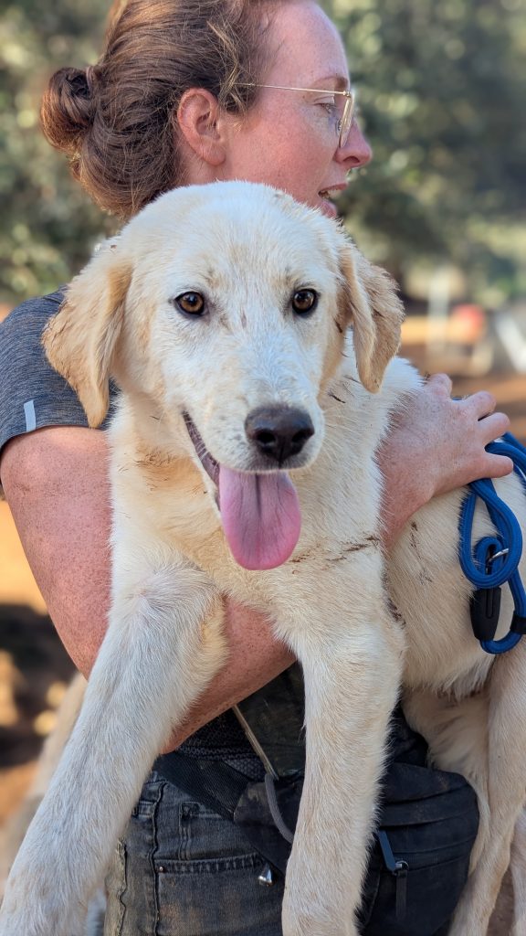 Vermittlungshund Robert