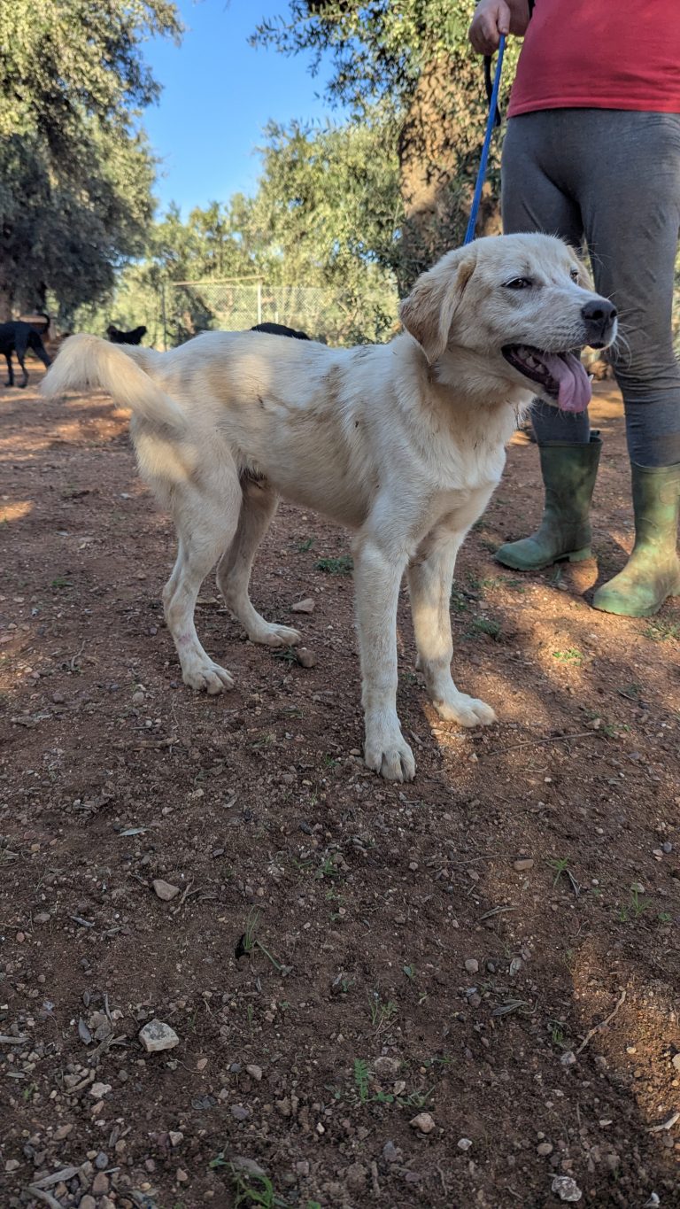 Vermittlungshund Robert