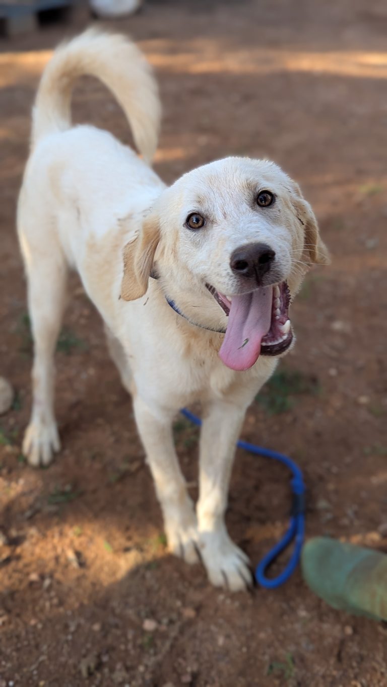 Vermittlungshund Robert