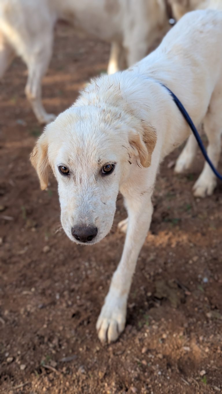 Vermittlungshund Robert