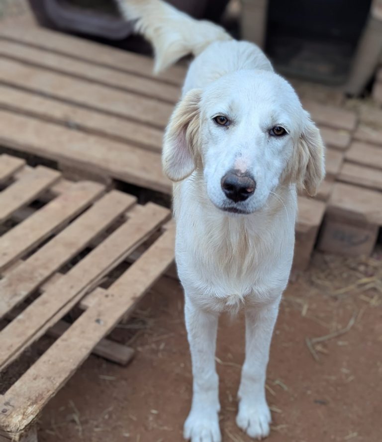 Vermittlungshund Blanca