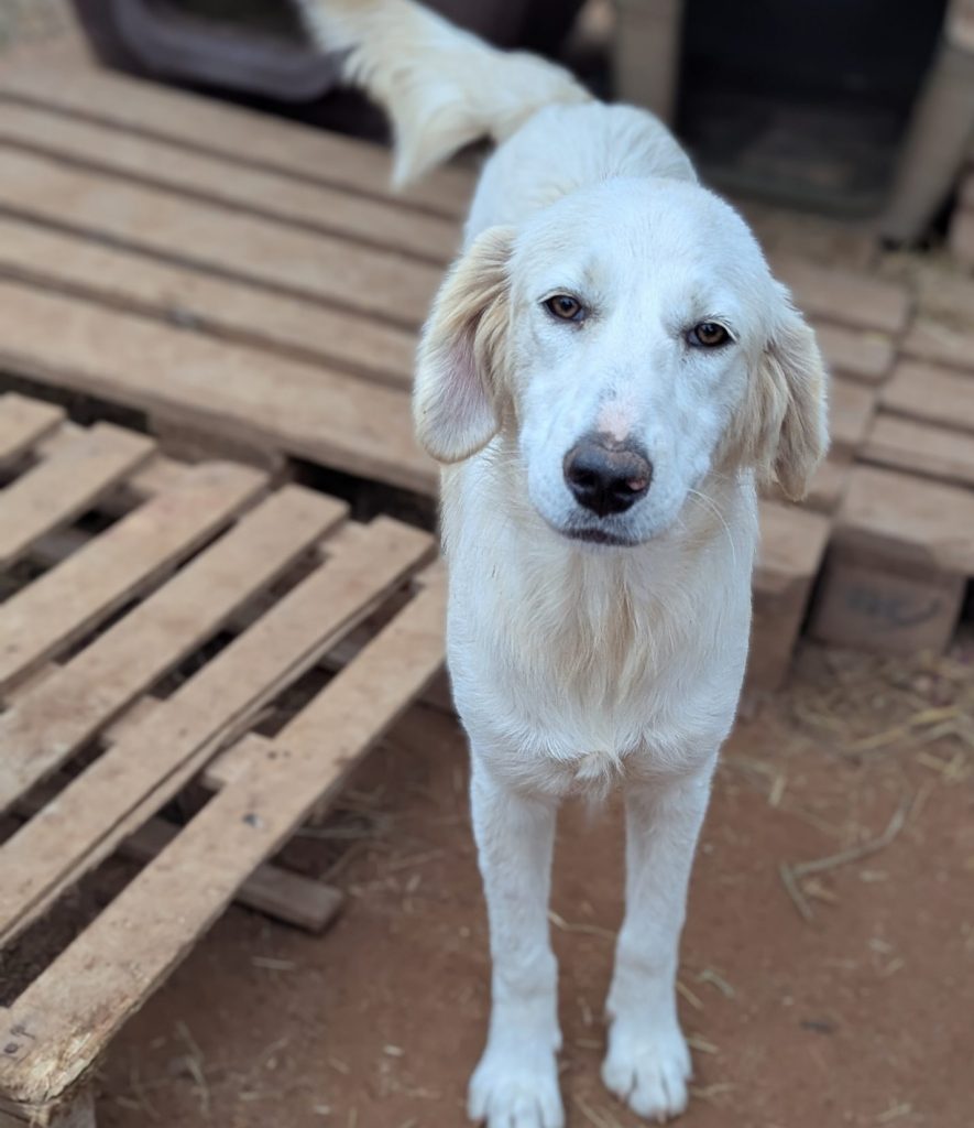 Vermittlungshund Blanca