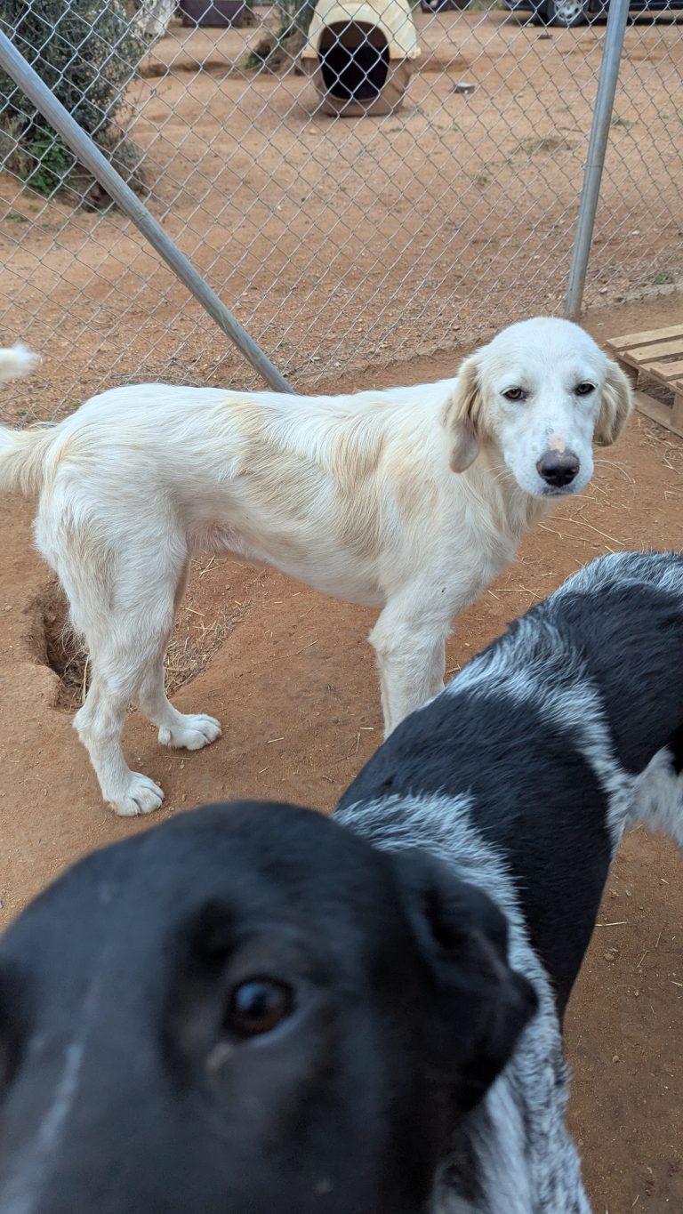 Vermittlungshund Blanca