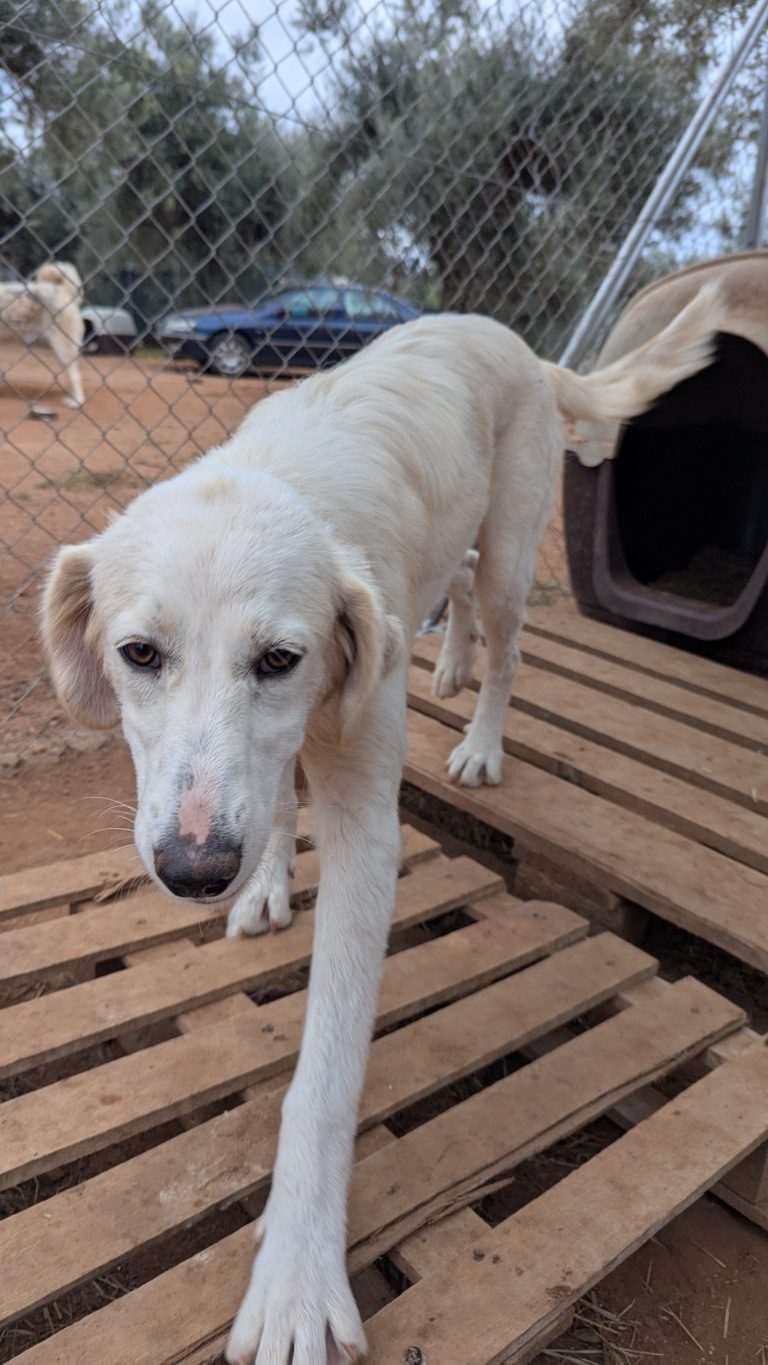 Vermittlungshund Blanca