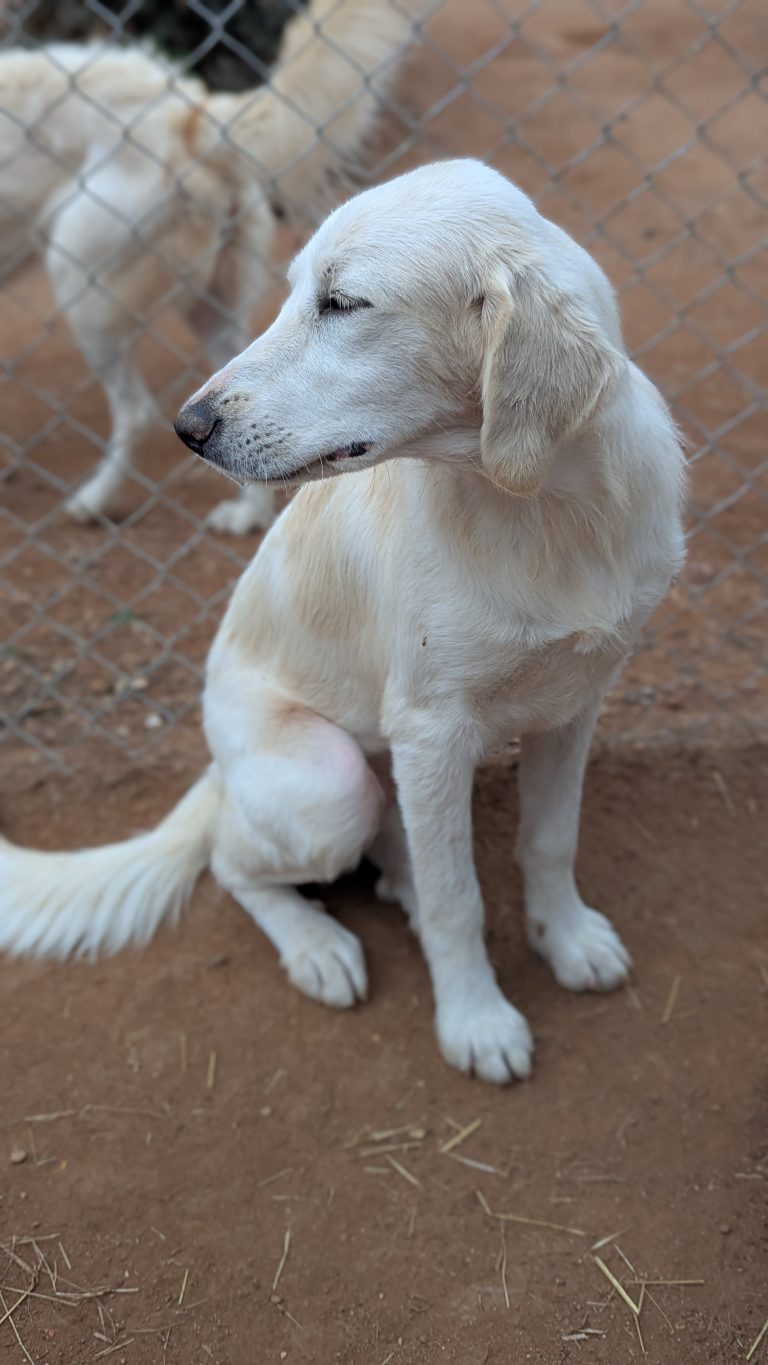 Vermittlungshund Blanca