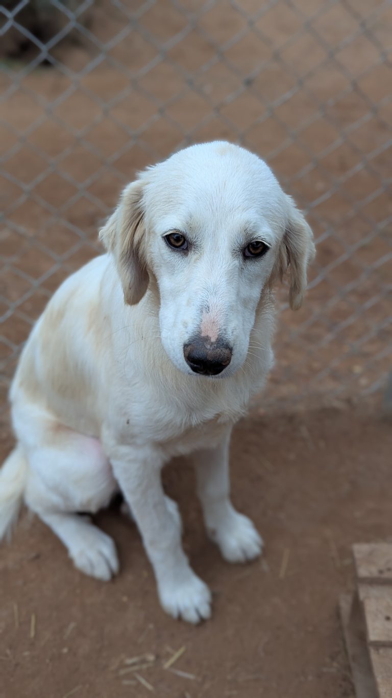 Vermittlungshund Blanca