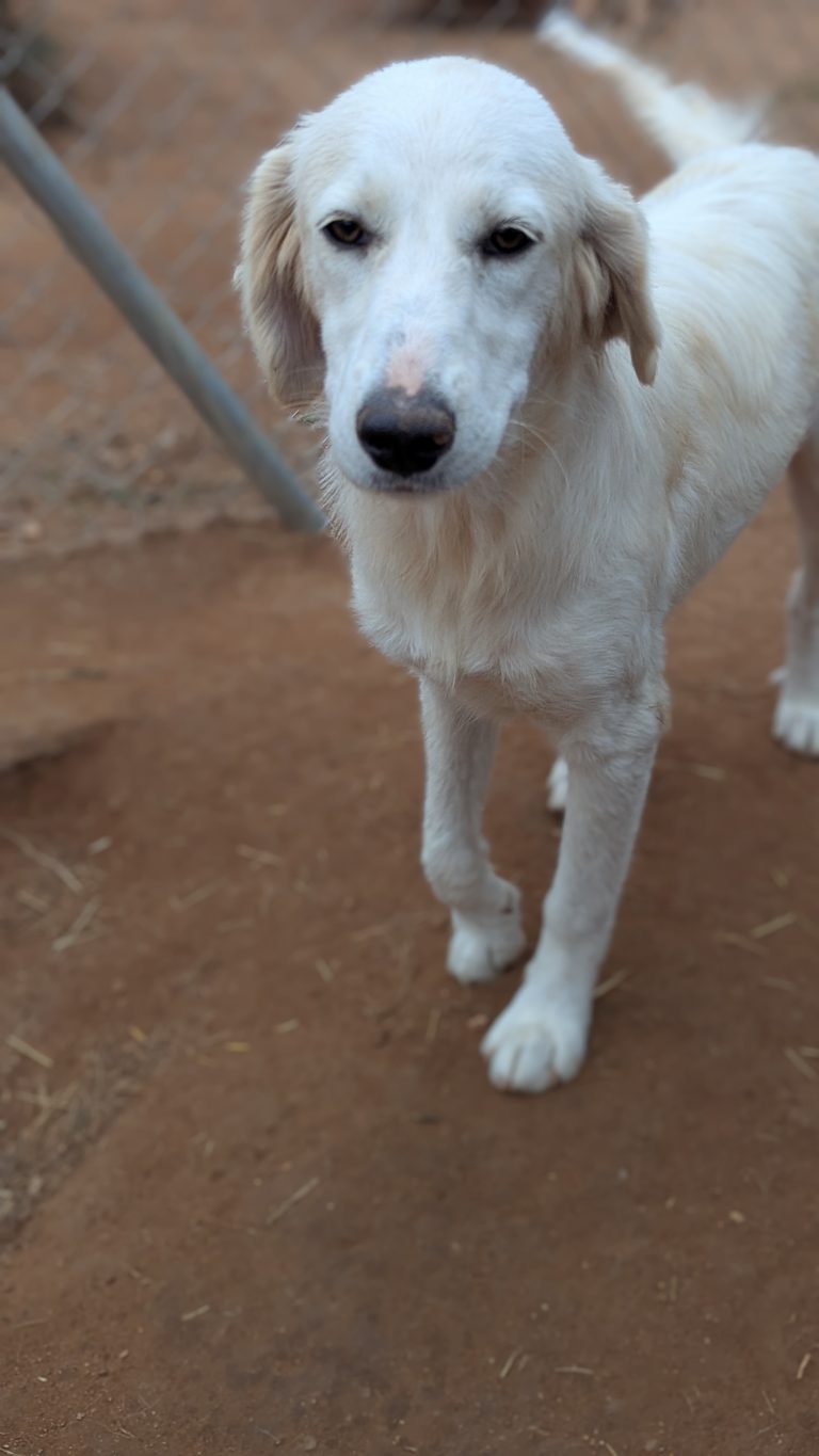 Vermittlungshund Blanca