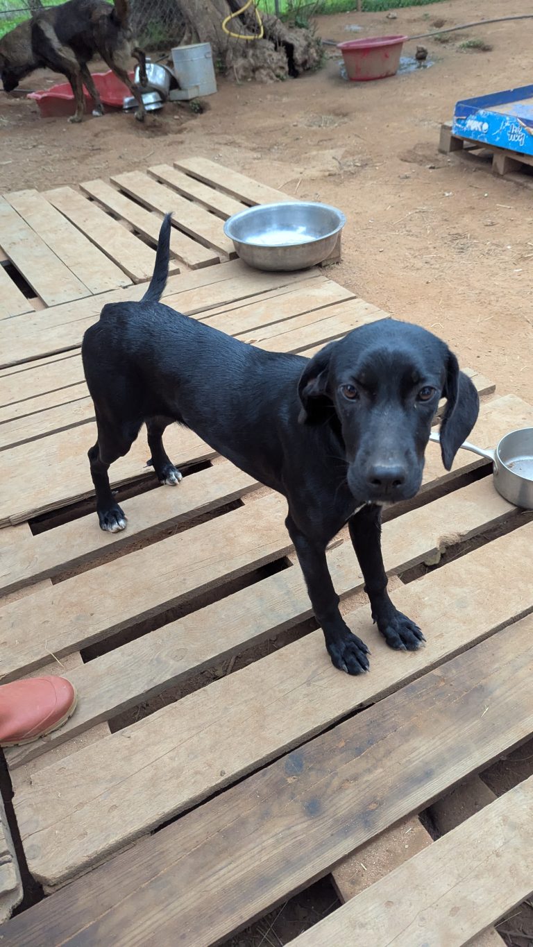 Vermittlungshund Bess