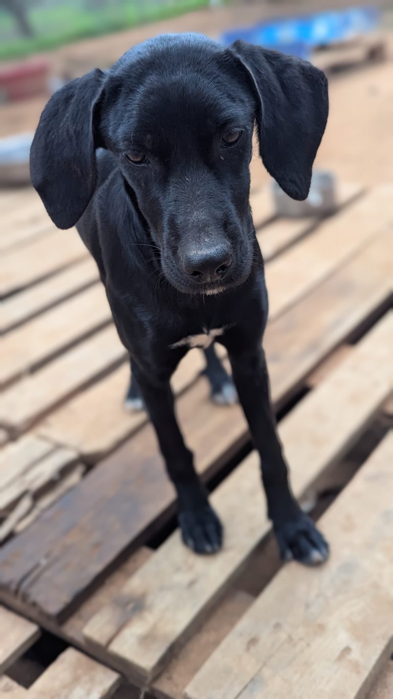 Vermittlungshund Bess