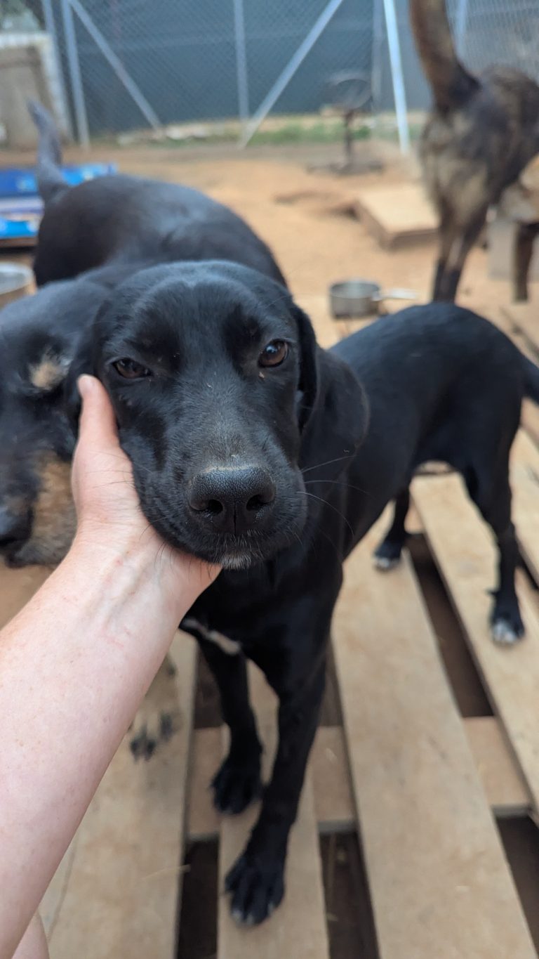 Vermittlungshund Bess