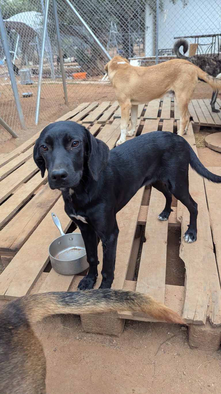 Vermittlungshund Bess