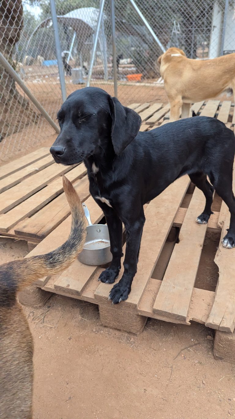 Vermittlungshund Bess