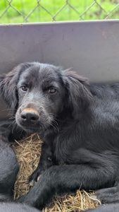 Vermittlungshund Berti