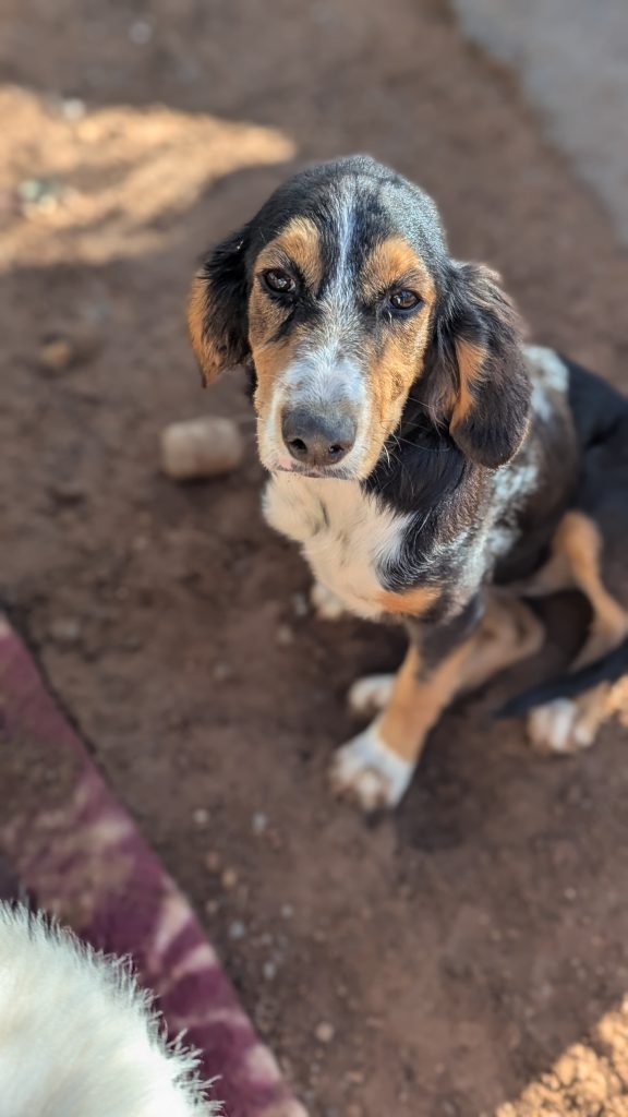 Vermittlungshund Bonnie