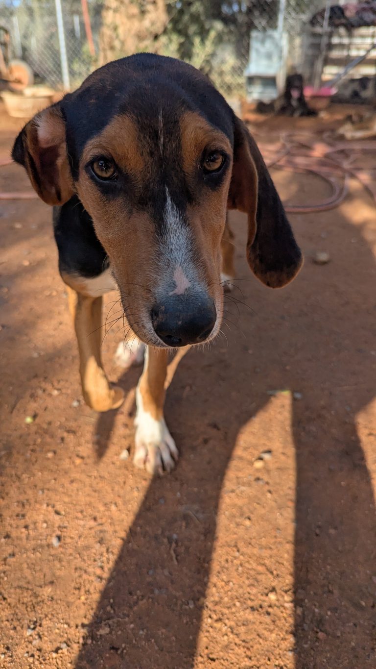 Vermittlungshund Anemoulis