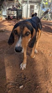 Vermittlungshund Anemoulis