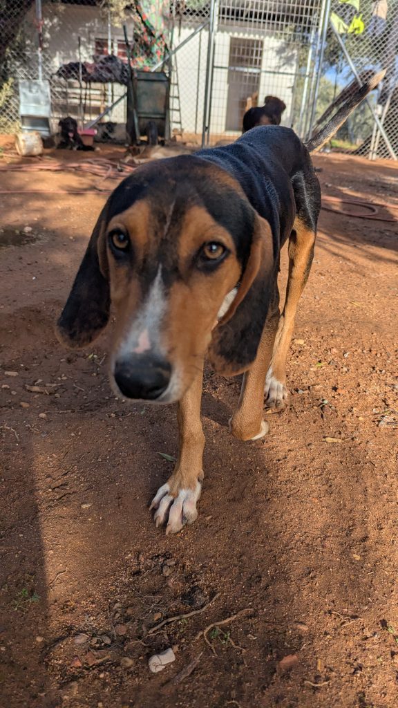 Vermittlungshund Anemoulis