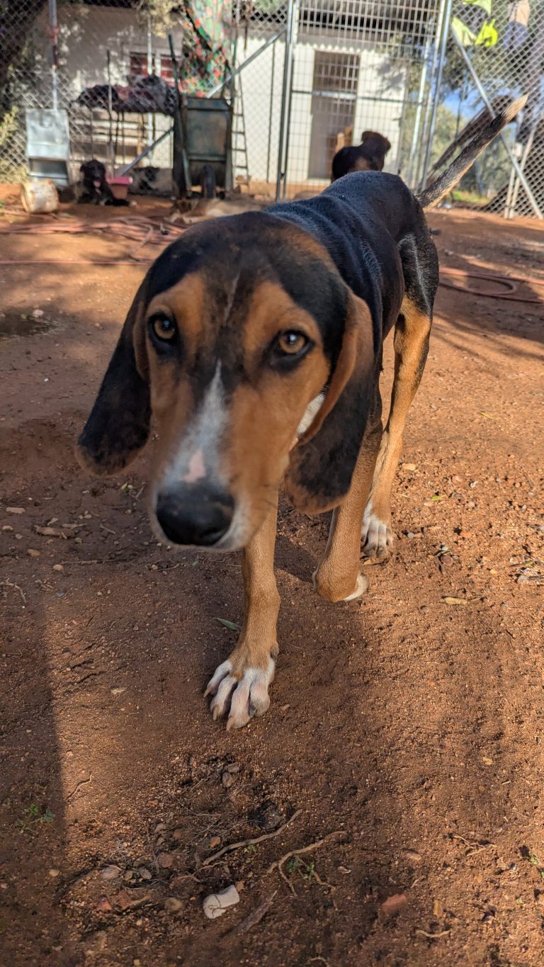 Vermittlungshund Anemoulis