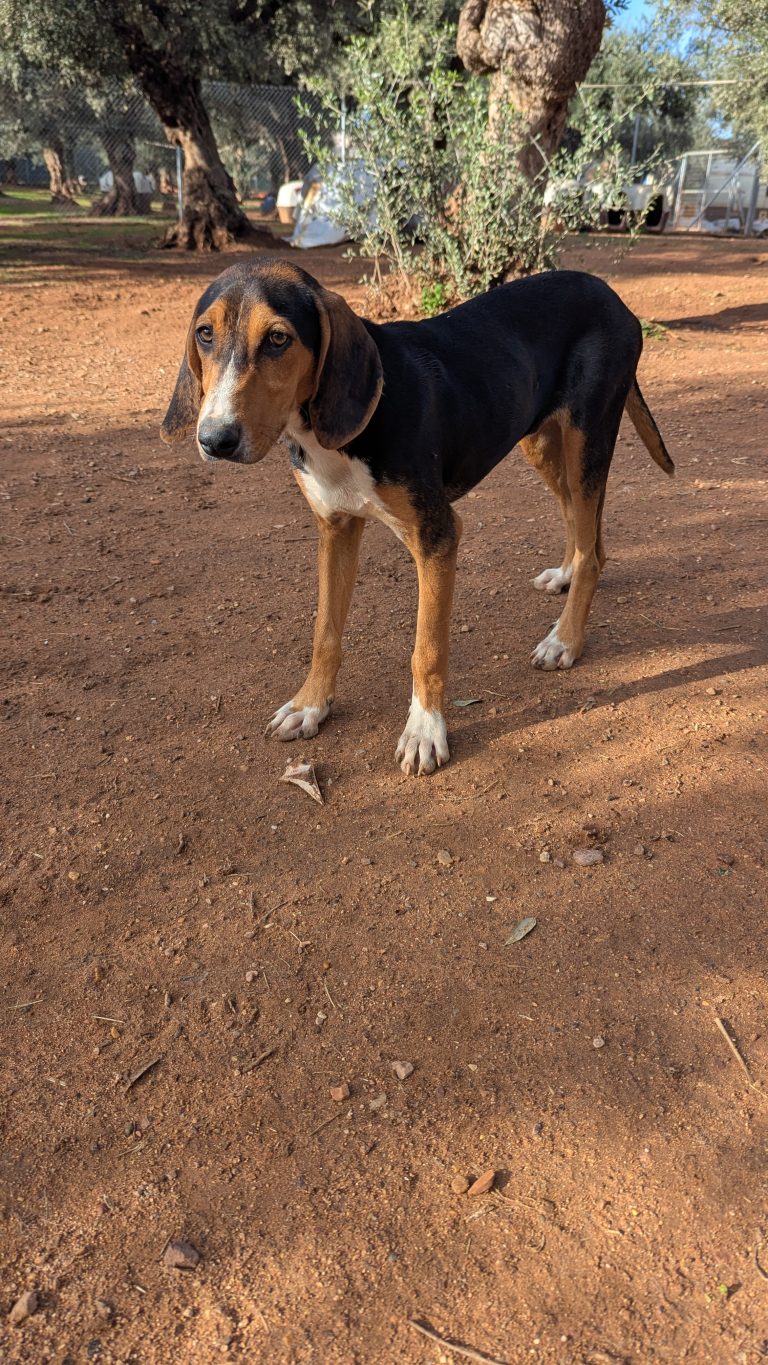 Vermittlungshund Anemoulis