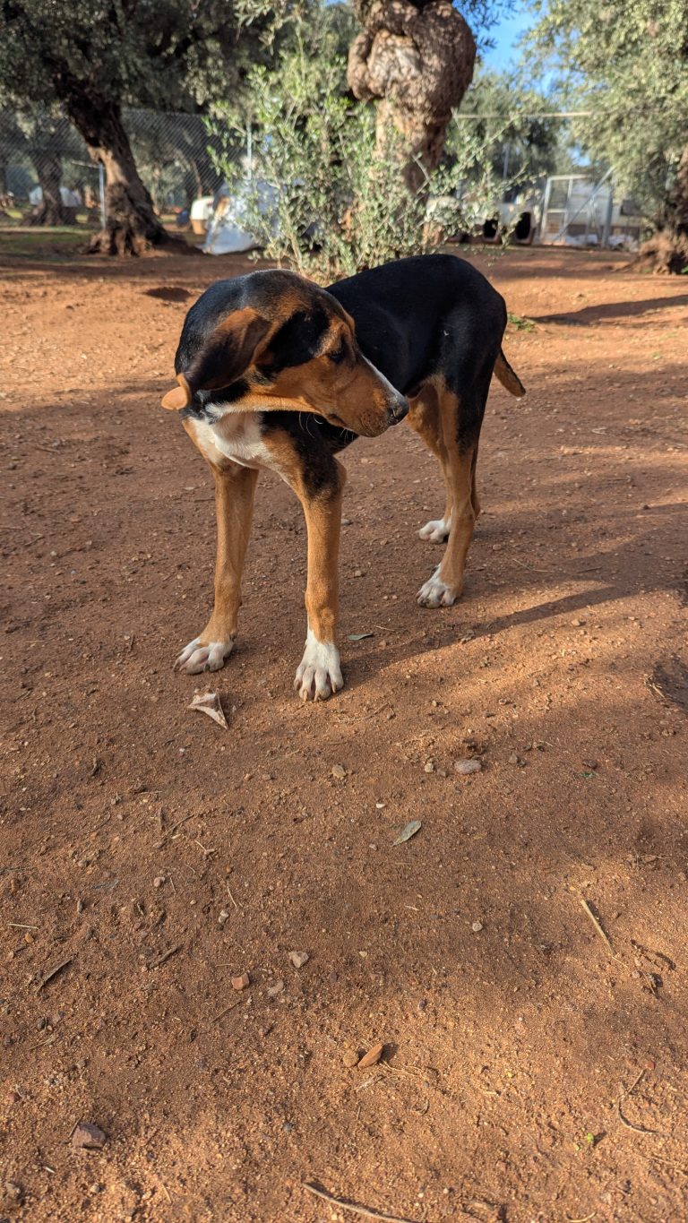 Vermittlungshund Anemoulis