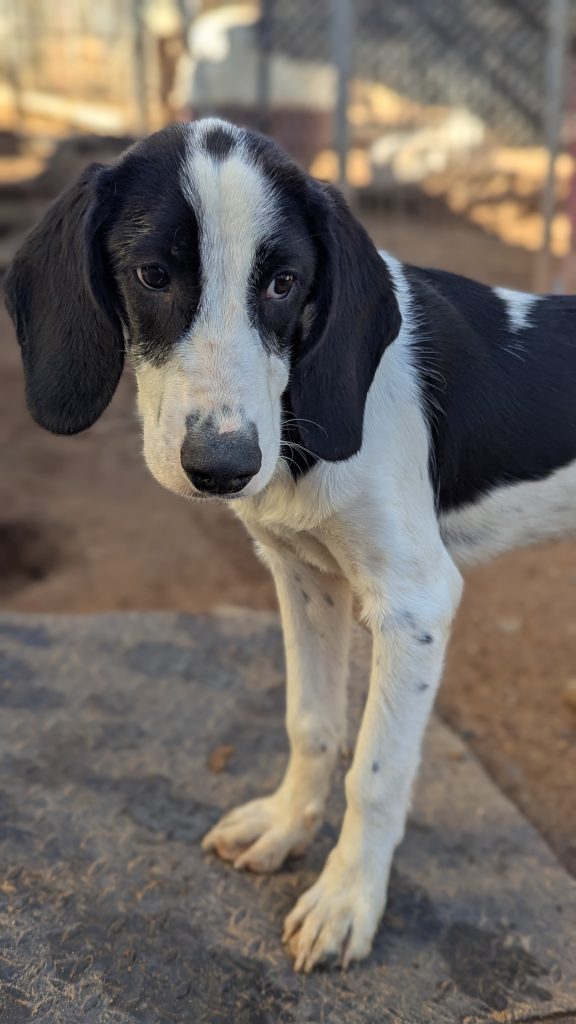 Vermittlungshund Pippis