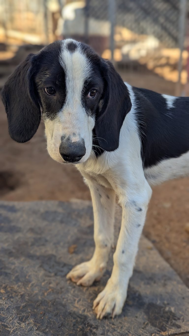 Vermittlungshund Pippis