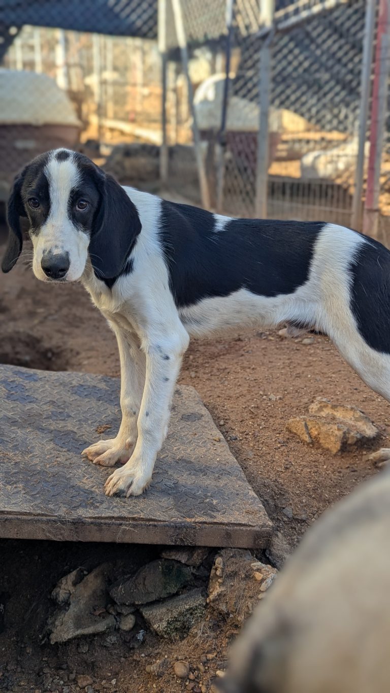 Vermittlungshund Pippis