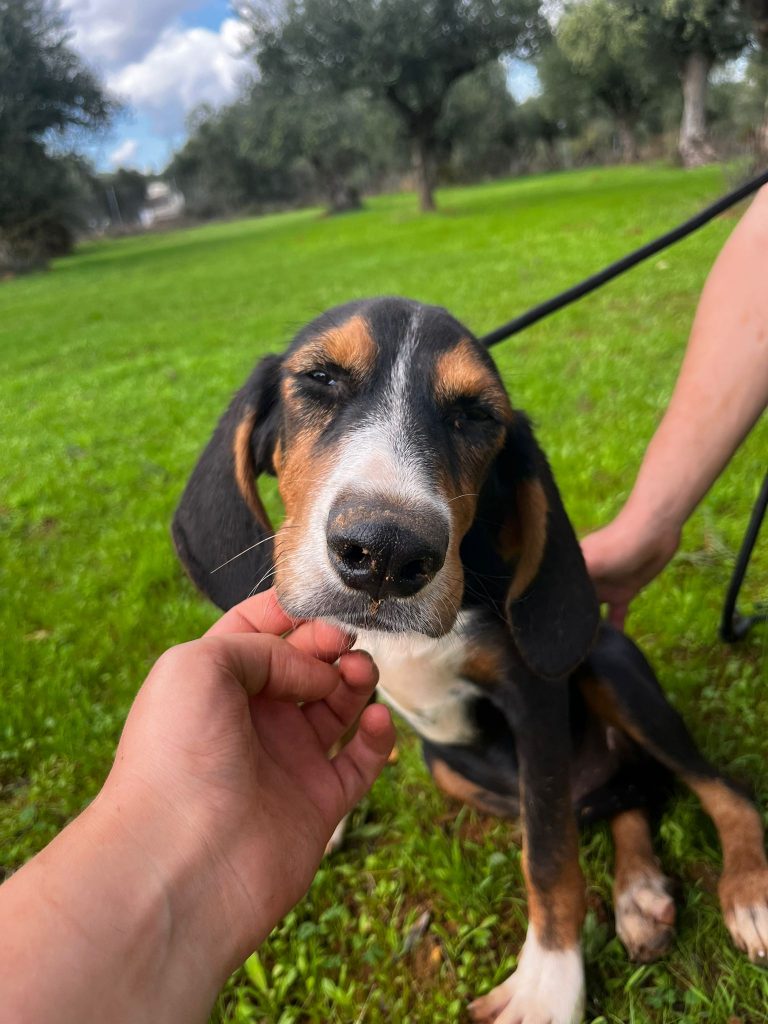 Vermittlungshund Clyde