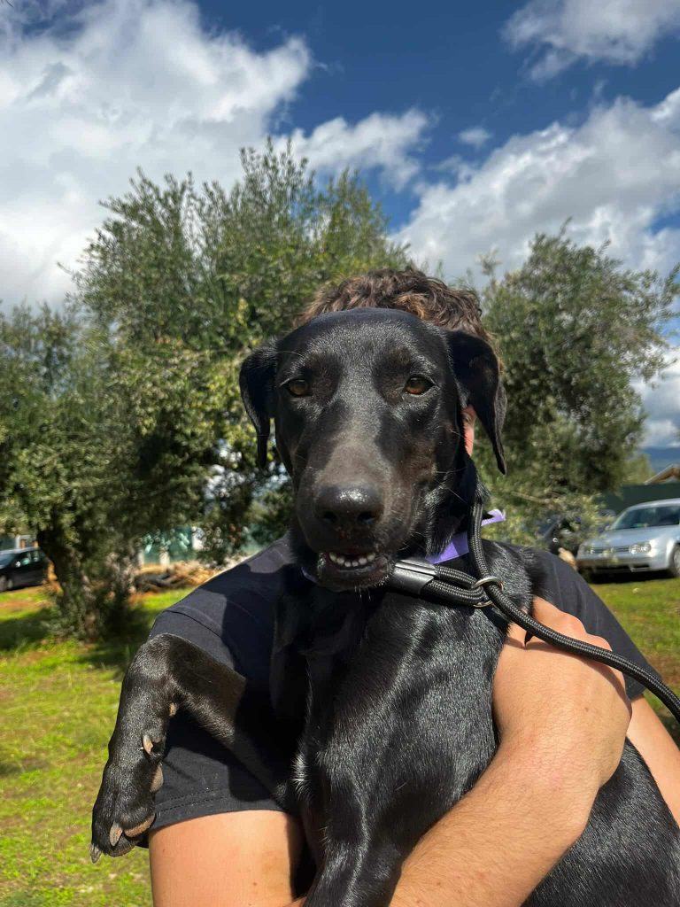 Vermittlungshund Bess