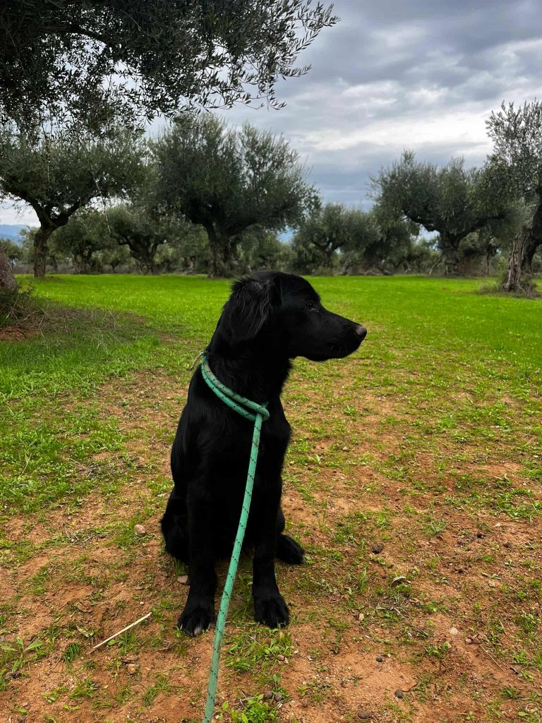 Vermittlungshund Berti