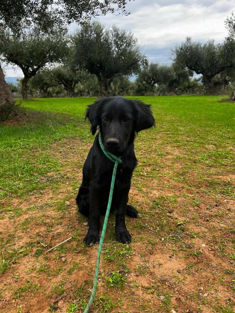 Vermittlungshund Berti