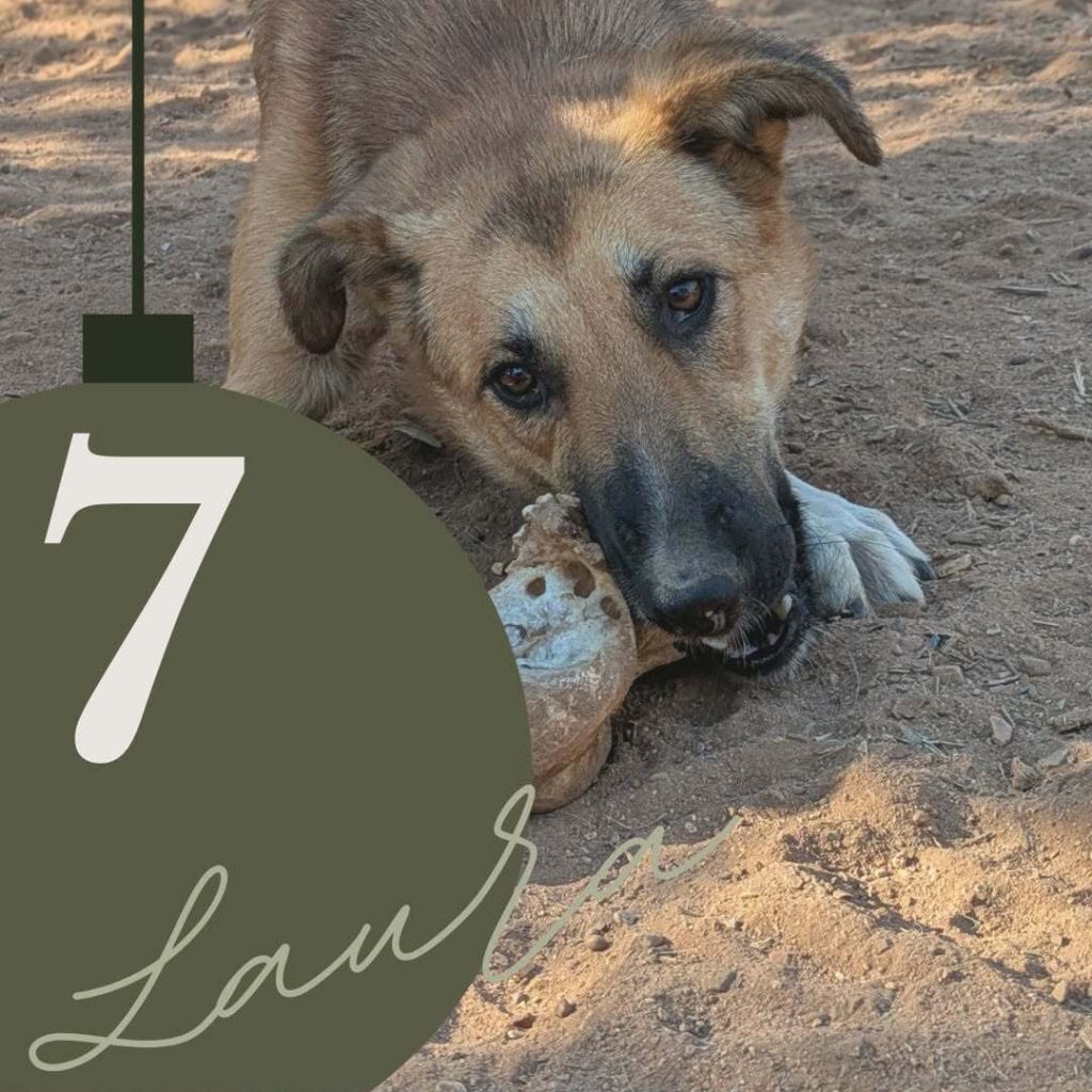 Adventskalender 25 Tür 7 geöffnet