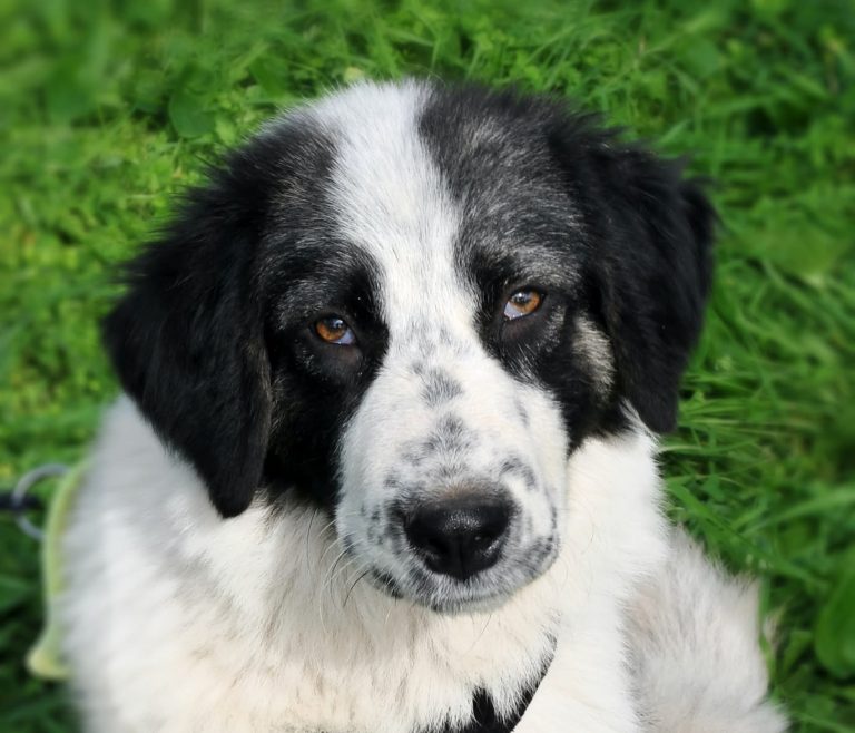 Katniss - Vermittlungshund