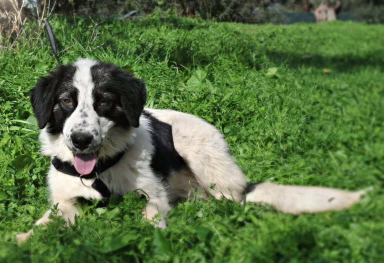 Katniss - Vermittlungshund