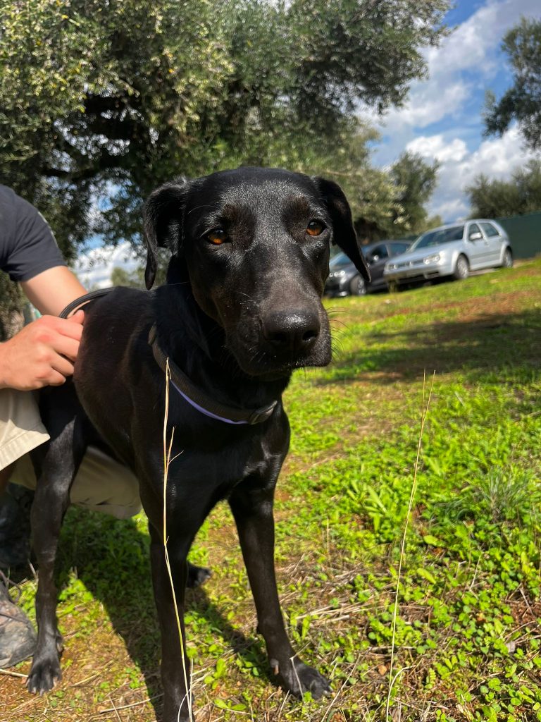 Shadow - Vermittlungshund