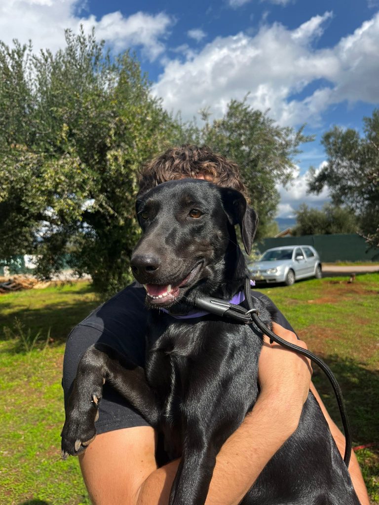 Shadow - Vermittlungshund